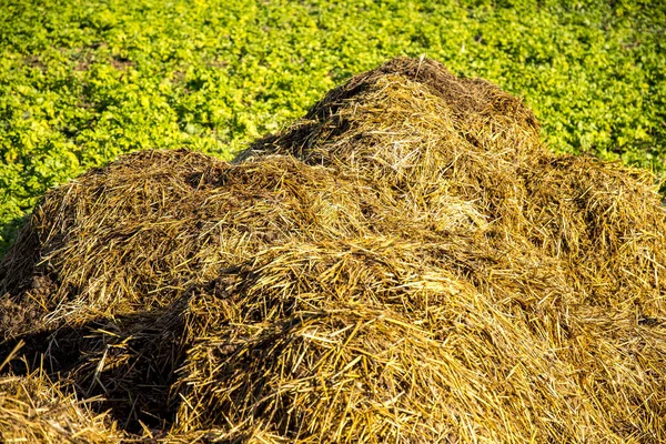 Bu arada, leş gibi kokan gübre.
