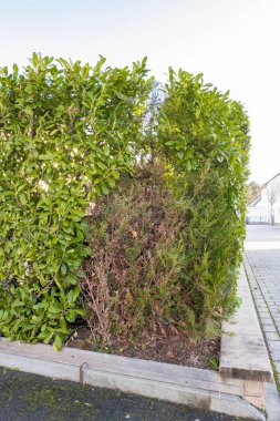 Kiraz defne çiti çok basılı ve kuru izole