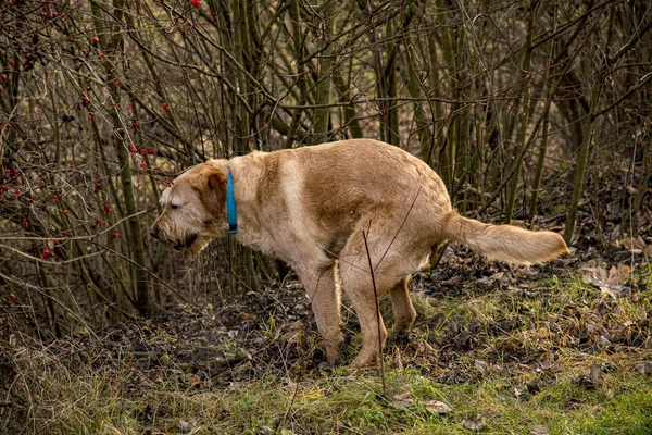 Köpek çömelmiş bir vaziyette çayıra sıçıyor.