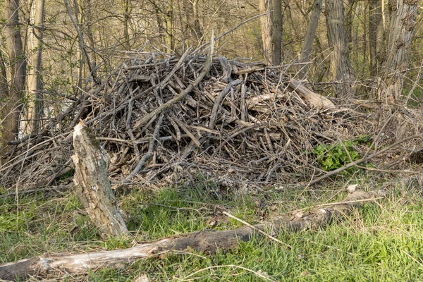 Vieux Bois Coupé Bord Forêt — Photo