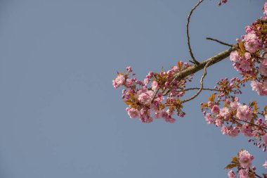 Mavi bir gökyüzünün önünde ilkbaharda kiraz çiçeği açar.