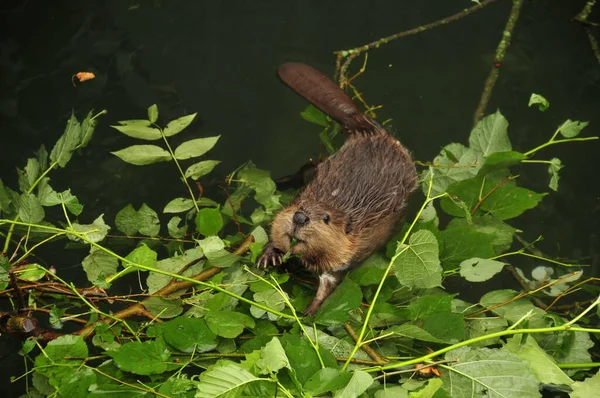 Berang Berang Berenang Danau Alam — Stok Foto