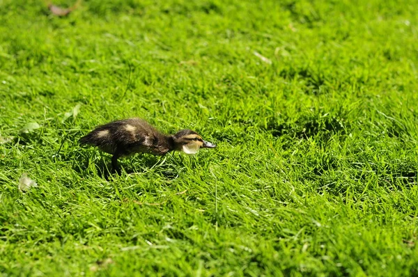 Kleine Flauschige Baby Ente Auf Der Wiese Mit Textfläche — Stockfoto
