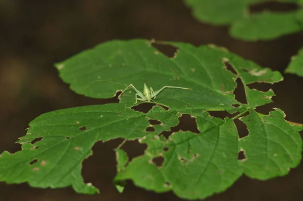 虫が葉をクモで食べ — ストック写真