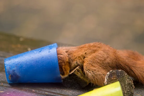 Écureuil Recherche Nourriture Dans Une Tasse Bleue — Photo