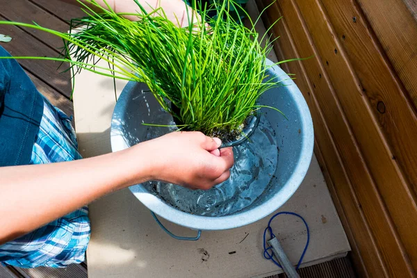 Junge Bewässert Neue Pflanzen Einem Eimer Wasser — Stockfoto