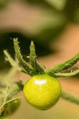 Sadece büyüyen küçük yeşil domates.