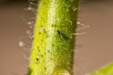 Domates siyah sinekler tarafından istila edildi.