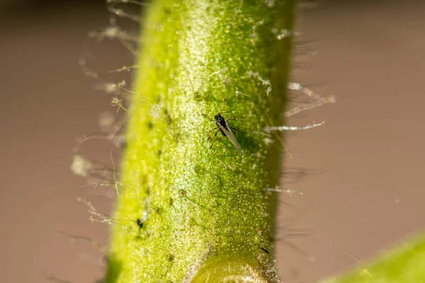 Tomaat Besmet Met Zwarte Vliegen — Stockfoto