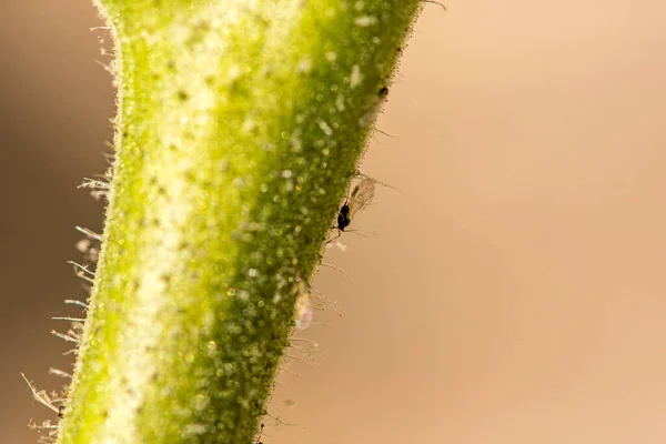 Tomate Infestado Com Moscas Negras — Fotografia de Stock