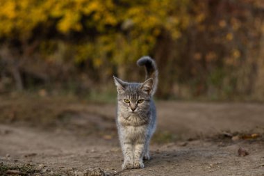 Bahçedeki küçük sevimli gri kedi yavrusu ve bulanık arka plan
