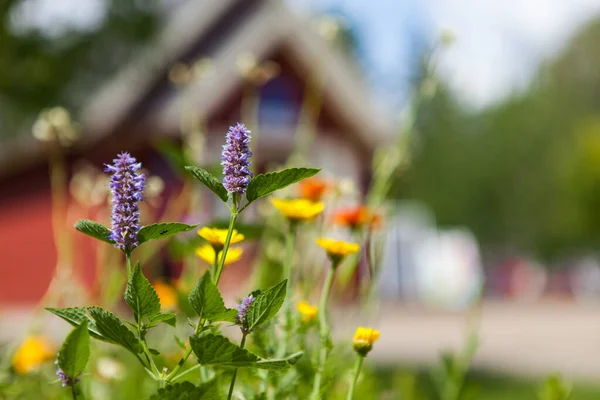 Fiori viola, gialli, bianchi e arancioni di fronte a un edificio rosso sfocato — Foto Stock