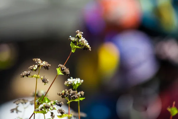 Primo piano su un fiore bianco semi essiccato con uno sfondo sfocato colorato — Foto Stock