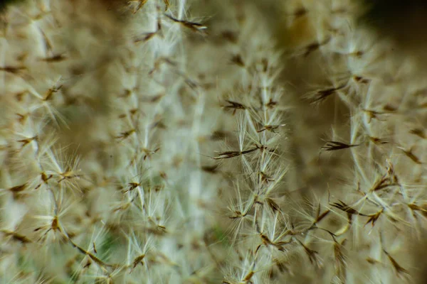 Closeup on grain seeds — Stock Photo, Image