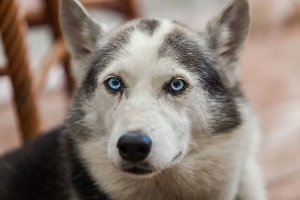 Alaskan husky dog is looking straight at the camera with a serious look — Stock Photo, Image