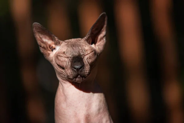 Sphynx猫享受户外生活 — 图库照片