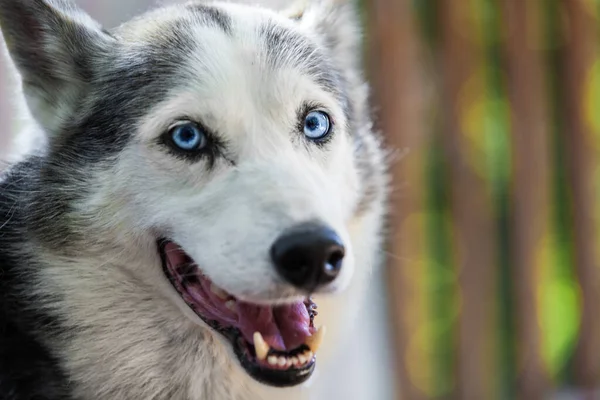 Cão Husky do Alasca está olhando diretamente para a câmera com curiosidade — Fotografia de Stock