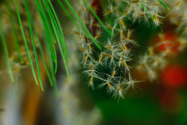 Primo piano su semi di grano con foglie — Foto Stock