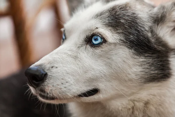 Az alaszkai husky kutya kíváncsian néz félre. — Stock Fotó