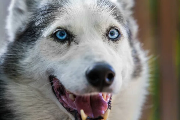 Cão Husky do Alasca está olhando diretamente para a câmera enquanto parece bastante relaxado — Fotografia de Stock