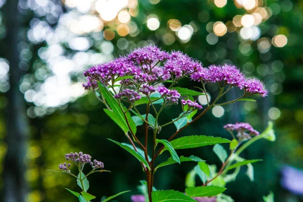 紫色花，背景模糊，灯火通明 — 图库照片