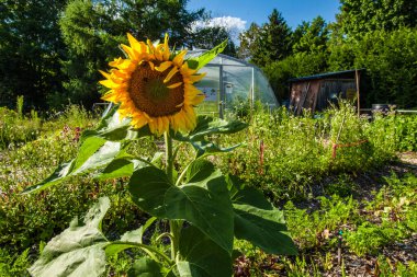 Toplum bahçesinde açan ayçiçeği