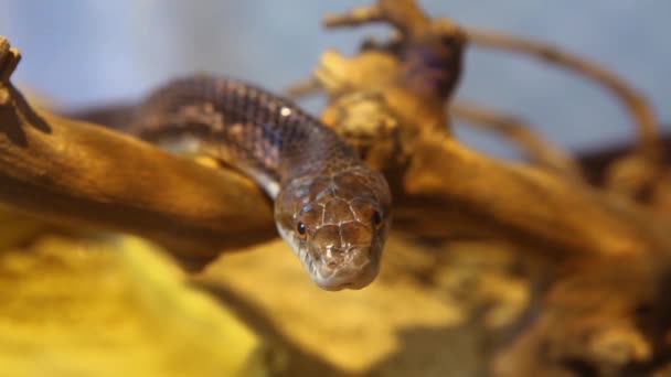 Gray ratsnake in his terrarium. — Stock Video