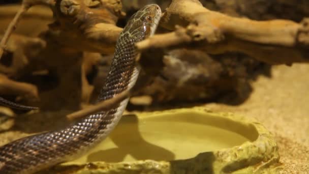 Gray ratsnake in his terrarium. — Stock Video