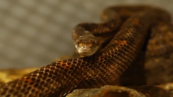 Gris rata serpiente en su terrario. — Vídeos de Stock