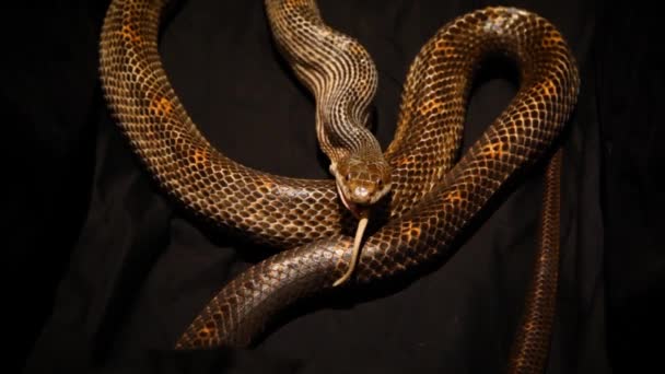 Serpent gris mangeant un rat mort . — Video