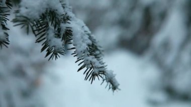 Kışın ormanda yürüyüş yapan bulanık bir kadın.