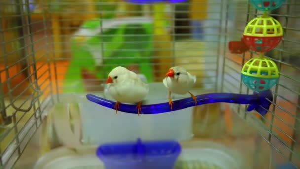Zwei Vögel im Käfig sehen lustig aus — Stockvideo
