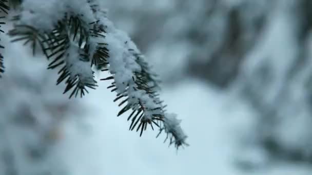 Размытая женщина, гуляющая в лесу в зимнее время — стоковое видео