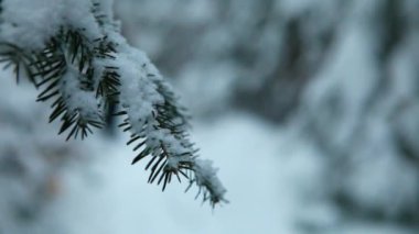 Bulanık adam kışın ormanda yürüyüş yapıyor.