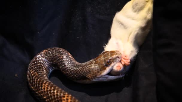 Gray ratsnake eating a dead rat. — Stock Video