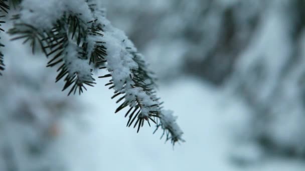 Blurry woman walking and hiking in a forest in winter — Stock Video