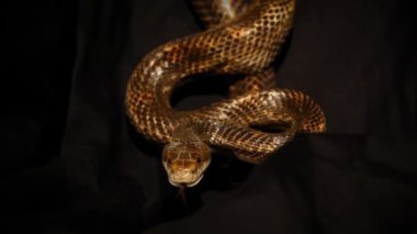 Siyah arka planda gri fare yılanı.