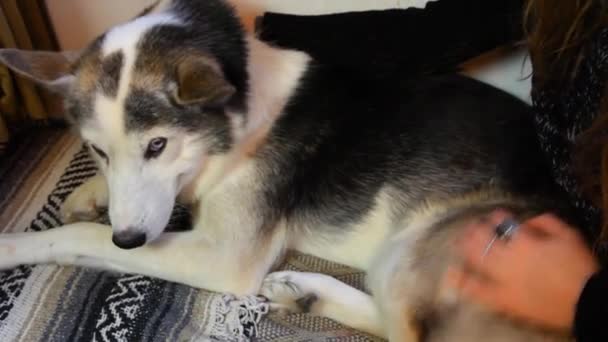 Mädchen streichelt ihren Hund im Wohnzimmer — Stockvideo