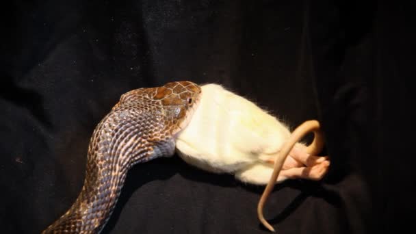 Cobra cinzenta a comer um rato morto . — Vídeo de Stock
