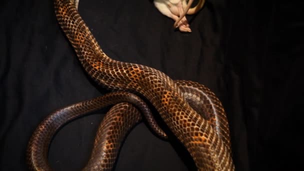 죽은 쥐를 먹고 있는 회색 뱀. — 비디오