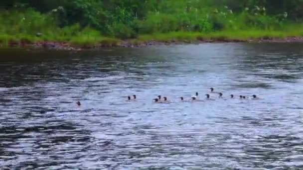 Duck family swimming down the river — Stock Video