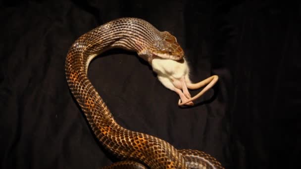 Serpent gris mangeant un rat mort . — Video