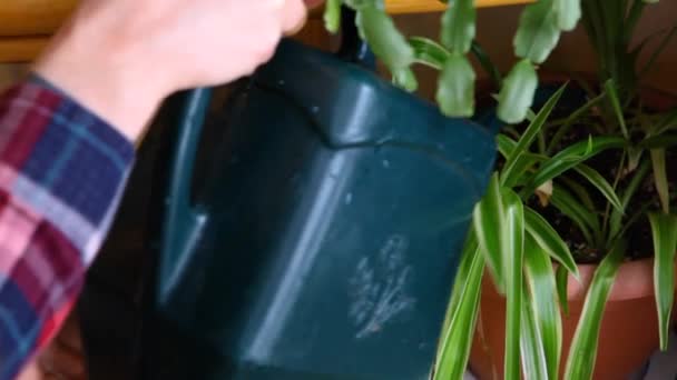 Regar as plantas dentro de casa no inverno — Vídeo de Stock