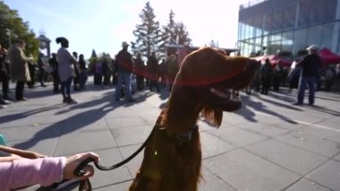 Red setter köpeği halk protestosunda lider
