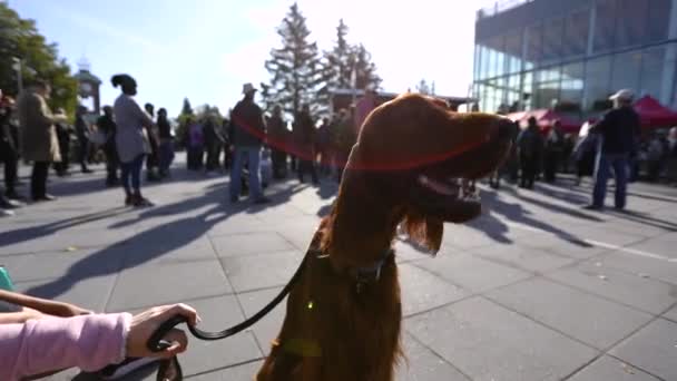 Red setter dog on lead at public protest — Stock Video