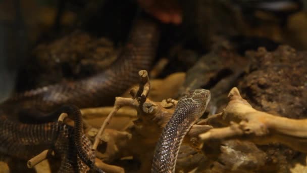 Serpent gris dans son terrarium. — Video