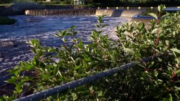 Flodfördämning sedd bakifrån buskar — Stockvideo