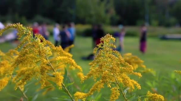 Gula blommor avslöjar kvinnor som tränar — Stockvideo