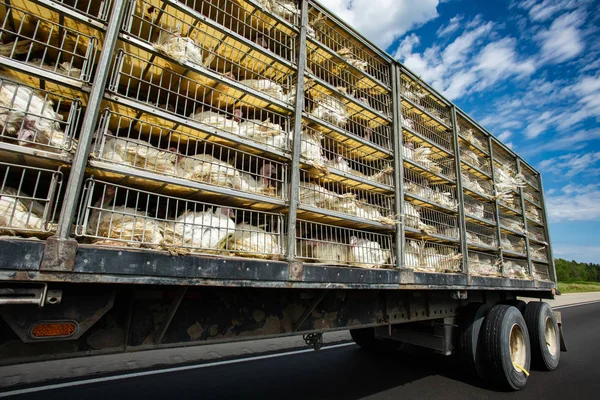 live turkeys transportation truck cages