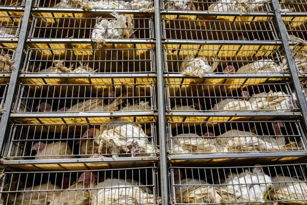 运输笼中的活的白火鸡 — 图库照片